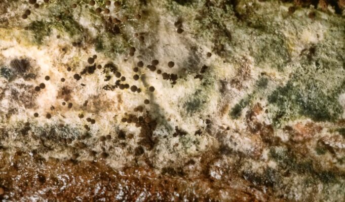 Τι είναι ο Ασπέργιλλος (Aspergillus), πόσο επικίνδυνη είναι η ασπεργίλλωση: Συμπτώματα και αντιμετώπιση Τι είναι ο Ασπέργιλλος (Aspergillus), πόσο επικίνδυνη είναι η ασπεργίλλωση: Συμπτώματα και αντιμετώπιση