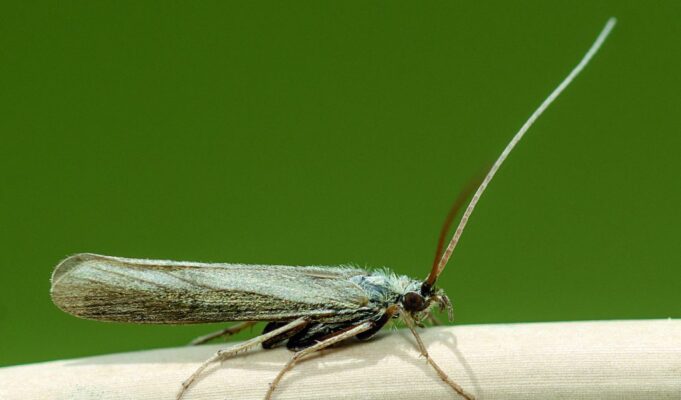 Kissing Bugs: Τα έντομα που «φιλούν» και φέρνουν θάνατο εξαπλώνονται στις ΗΠΑ Kissing Bugs: Τα έντομα που «φιλούν» και φέρνουν θάνατο εξαπλώνονται στις ΗΠΑ
