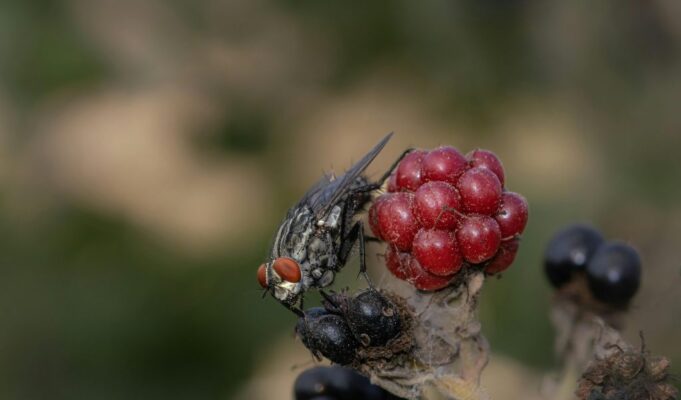 Fruit Fly Killers: Η νέα βιολογική άμυνα της Ευρώπης – Πώς τα στείρα έντομα θα σώσουν τη γεωργία Fruit Fly Killers: Η νέα βιολογική άμυνα της Ευρώπης – Πώς τα στείρα έντομα θα σώσουν τη γεωργία