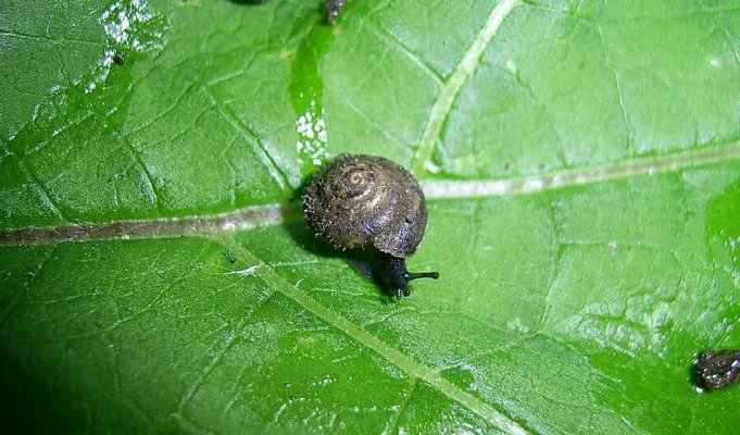 Γιατί οι επιστήμονες σπεύδουν να σώσουν αυτό το σπάνιο «τριχωτό» σαλιγκάρι μεγέθους όσο ένα νύχι