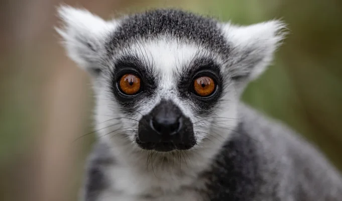 Ένα από τα πιο απειλούμενα είδη στον κόσμο «τρώγεται μέχρι εξαφάνισης», προειδοποιούν οι ερευνητές