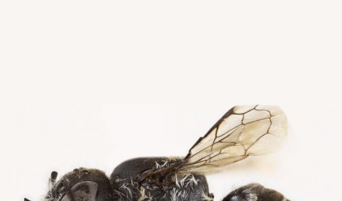 Ανακαλύφθηκε άγνωστη μέλισσα «διάβολος» – Strategist