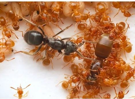 Αποκαλύφθηκε το Game of Thrones που εξελίσσεται στον κόσμο των μυρμηγκιών