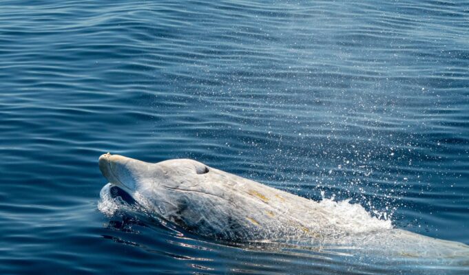 Αυτές οι σπάνιες φάλαινες δεν είχαν θεαθεί ποτέ ζωντανές. Μετά μία ομάδα της είδε στο Μεξικό
