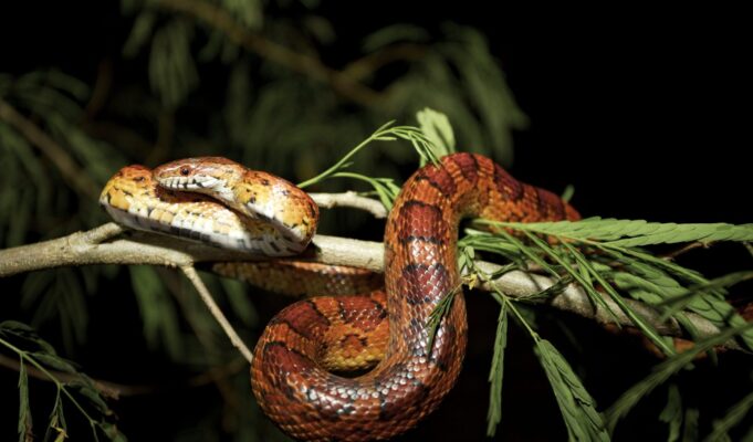 Γιατί κάποια ζώα μπορούν να τρώνε δηλητήριο και να… ξεγελούν τον θάνατο