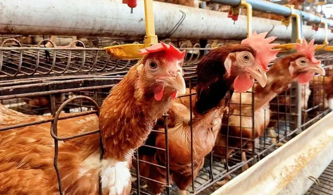 Η Ισπανία προχωρά στον πλήρη περιορισμό των πουλερικών ελευθέρας βοσκής λόγω της γρίπης των πτηνών