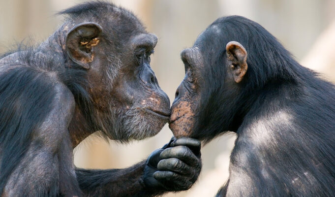 Πόσο παλιό είναι το φιλί; Νέα μελέτη δίνει απάντηση εκατομμυρίων ετών