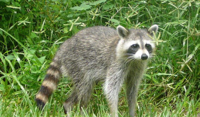 Τα ρακούν στα πρόθυρα εξημέρωσης: η άνοδος των “παιδιών των σκουπιδιών”