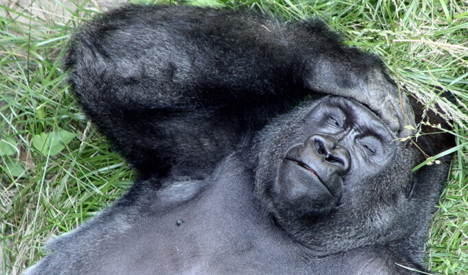 Όταν οι Χρόνιες Ασθένειες «Περνούν» από τον Άνθρωπο στα Ζώα