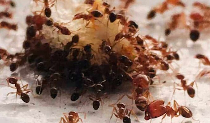 Μυρμήγκια-παράσιτα «υποκινούν» τις εργάτριες να σκοτώσουν τη βασίλισσά τους – Πρωτοφανές εύρημα στην εντομολογία