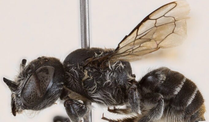 Ανακαλύφθηκε νέο είδος μέλισσας και ονομάστηκε «Λούσιφερ»