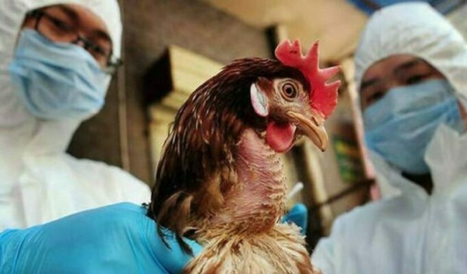 Ινστιτούτο Παστέρ: Η γρίπη των πτηνών θα μπορούσε να προκαλέσει πανδημία πιο σοβαρή από την Covid