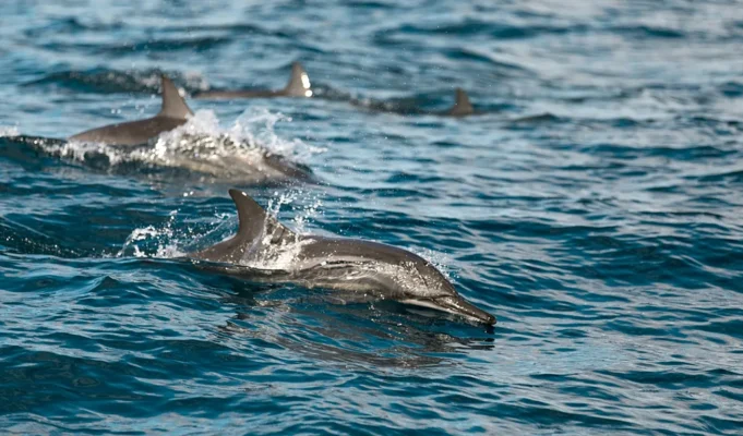 Τα θαλάσσια θηλαστικά δεν γλιτώνουν από τα “χημικά για πάντα”
