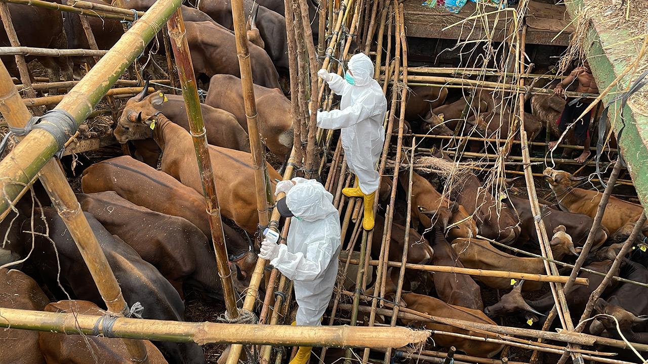 Αφθώδης Πυρετός και Άνθρωπος: Υπάρχει πραγματικός κίνδυνος για τη δημόσια υγεία;