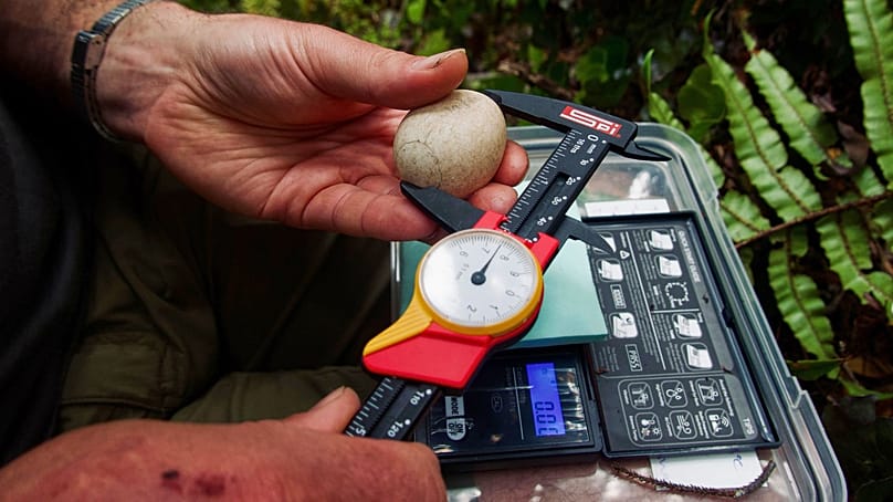 Στέλεχος του Τμήματος Διατήρησης ελέγχει το μέγεθος ενός αυγού κακάπο στο νησί Γουενουά Χάου, Νέα Ζηλανδία, Φεβρουάριος 2026. 