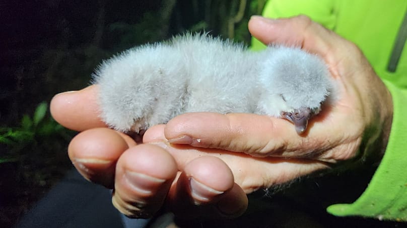 Στέλεχος του Τμήματος Διατήρησης κρατά τους νεοσσούς κακάπο Tiwhiri A1 και Tiwhiri A2 στο νησί Άνκορ Πουκενουί, Νέα Ζηλανδία, Φεβρουάριος 2026.