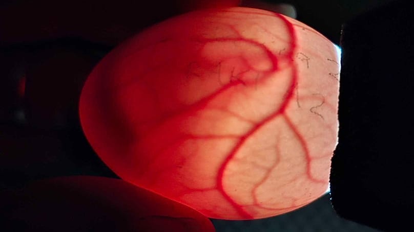 Στέλεχος του Τμήματος Διατήρησης κρατά ένα αυγό κακάπο για ωοσκόπηση στο νησί Γουενουά Χάου, Νέα Ζηλανδία, Φεβρουάριος 2026.