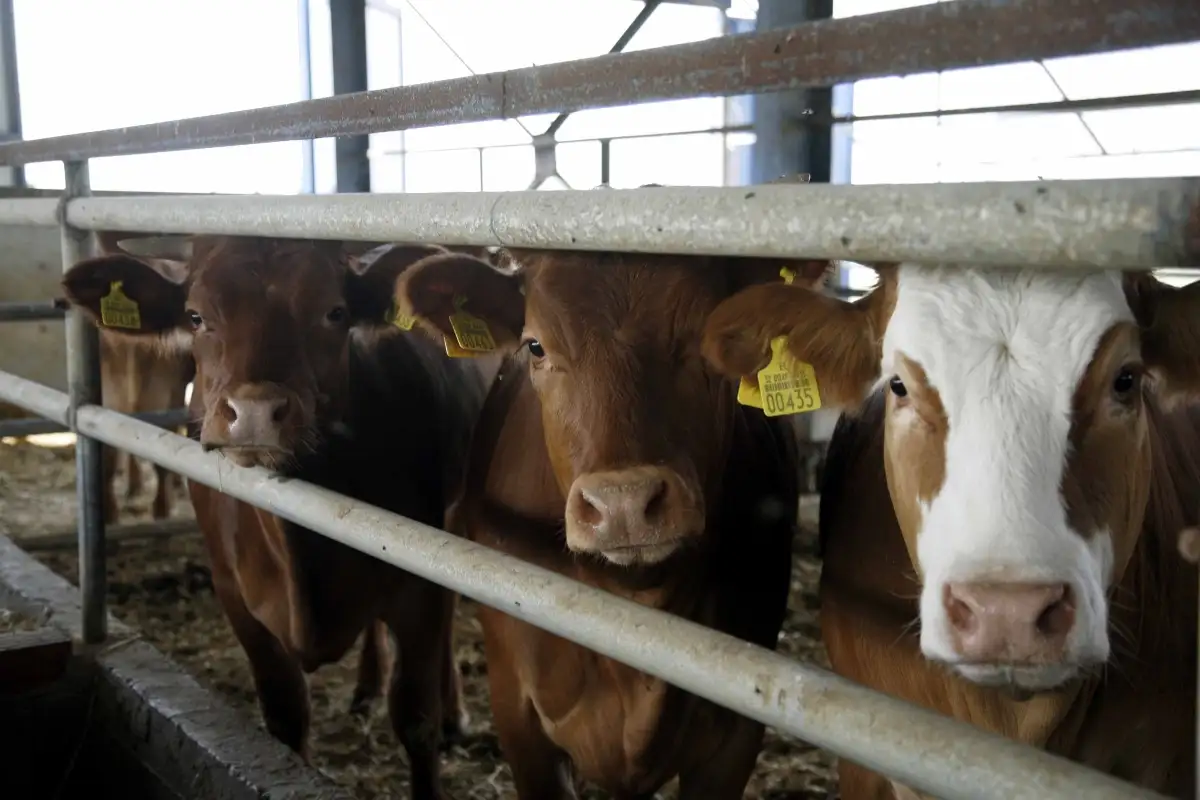 Κρούσμα αφθώδους πυρετού σε μονάδα βοοειδών