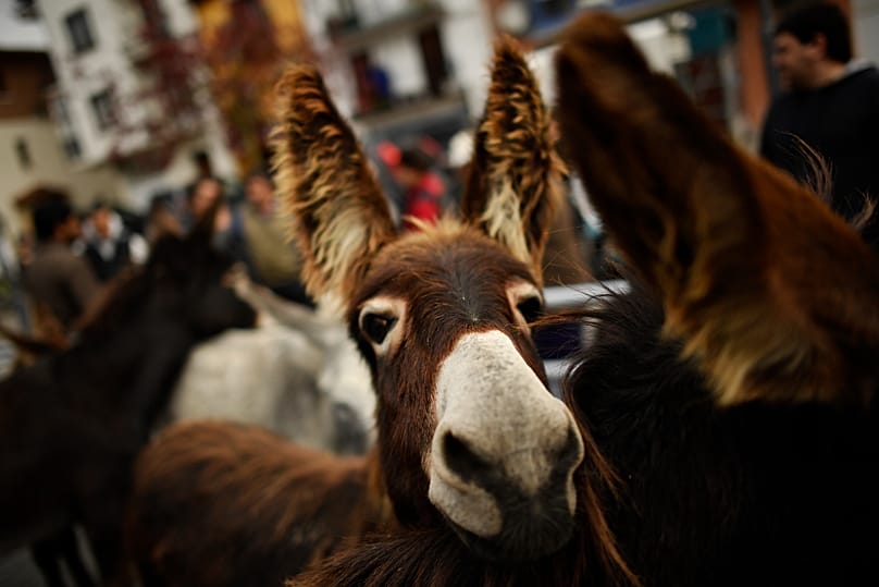 Ένα ακόμη ισπανικό γαϊδούρι ποζάρει στον φακό.