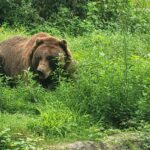 Καφέ αρκούδα στο Bronx Zoo, φωτογραφία αρχείου