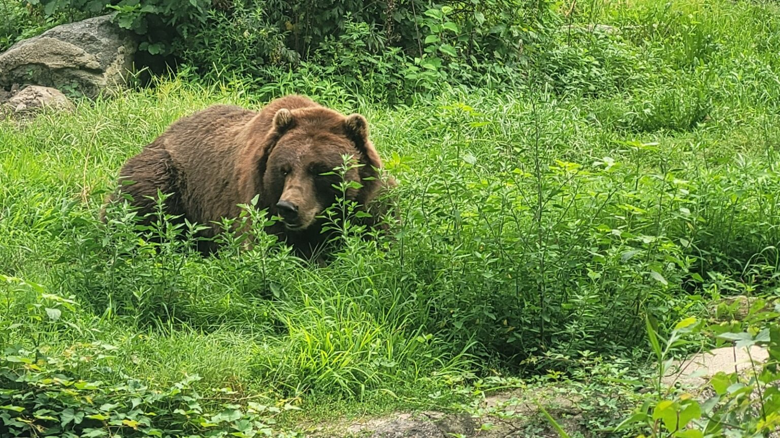 Καφέ αρκούδα στο Bronx Zoo, φωτογραφία αρχείου