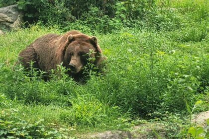 Καφέ αρκούδα στο Bronx Zoo, φωτογραφία αρχείου