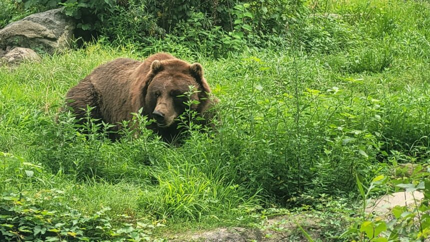 Καφέ αρκούδα στο Bronx Zoo, φωτογραφία αρχείου
